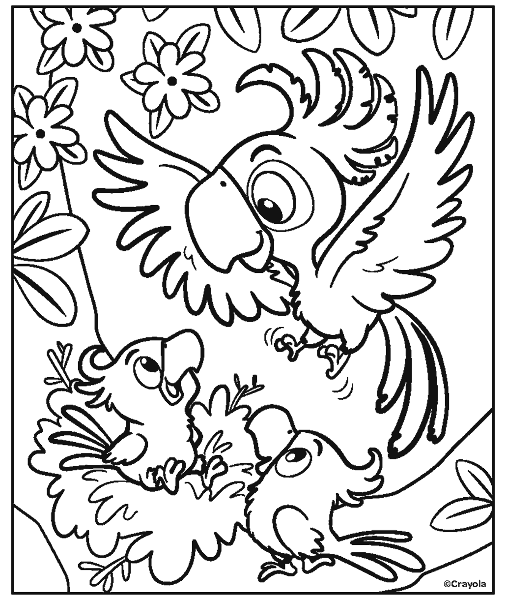 Bird Family