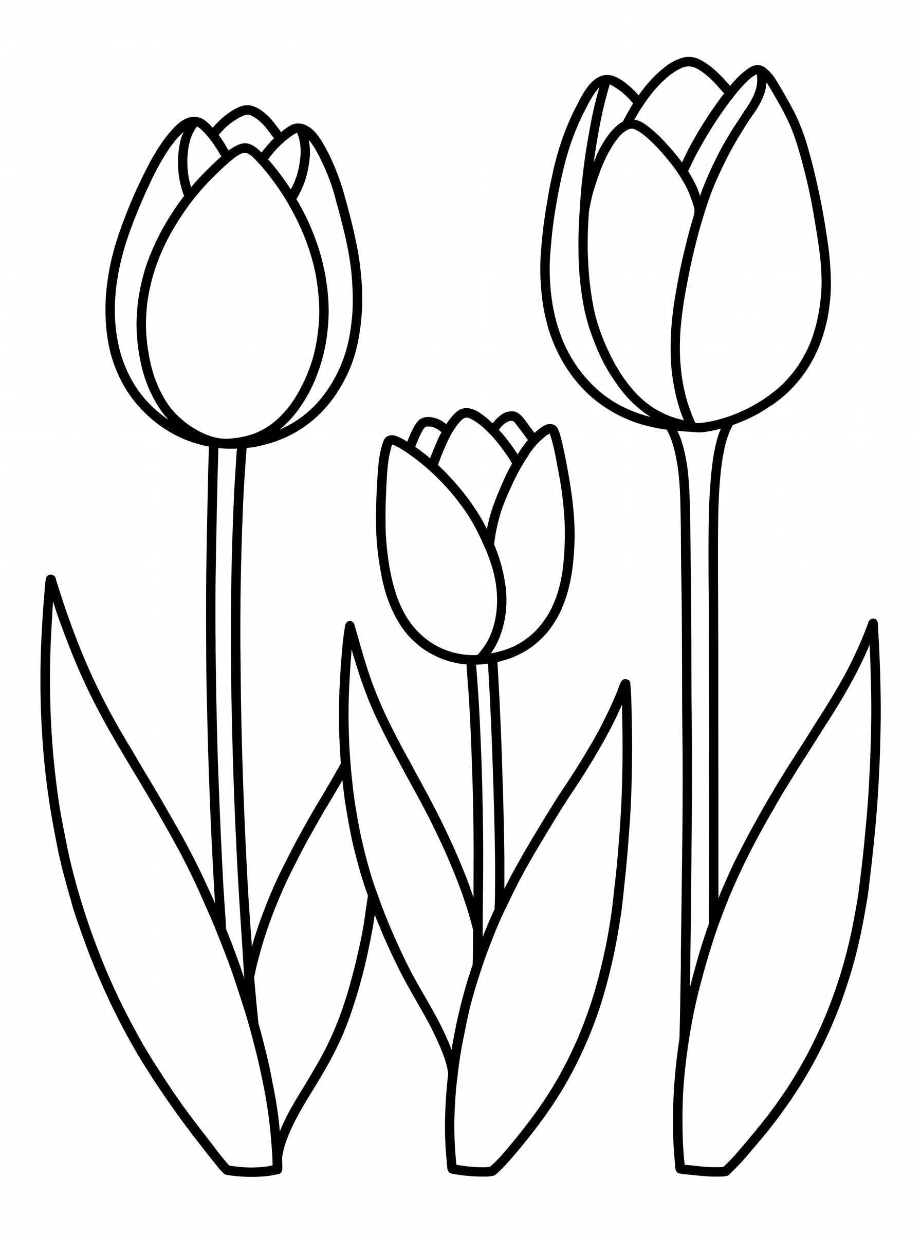 Row of tulip flowers coloring page for spring theme