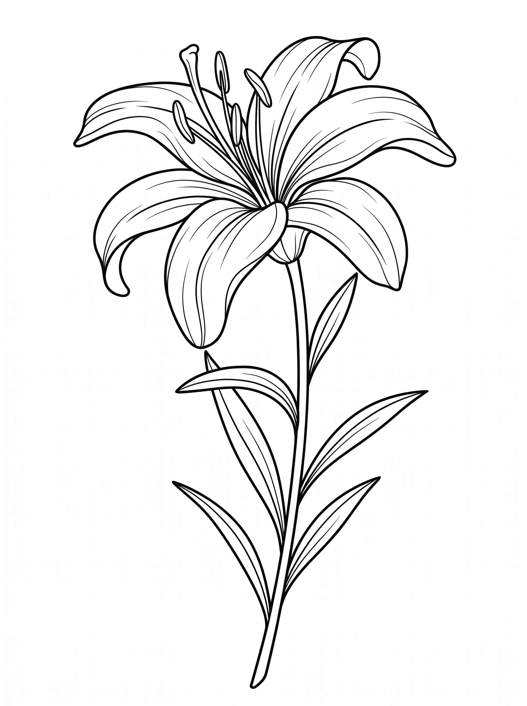 Lily flower coloring page with curved petals detail